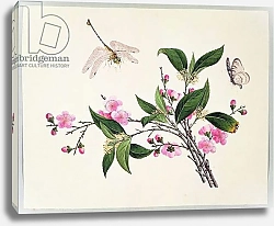 Постер Школа: Китайская 19в. Cherry Blossom Dragonfly and Butterfly