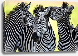 Постер Три зебры