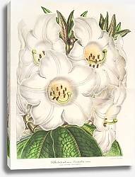 Постер Лемер Шарль Rhododendrum Nuttallii