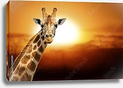 Постер Портрет жирафа на фоне заходящего солнца