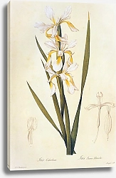 Постер Iris orientalis Mill
