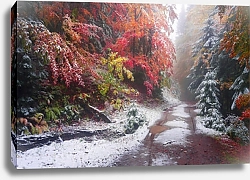 Постер Первый снег в осеннем лесу 3