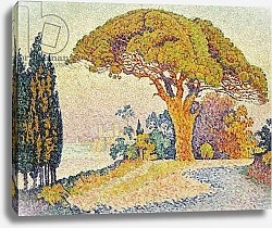 Постер Синьяк Поль (Paul Signac) Pine Trees at Bertaud, Saint- Tropez, 1900