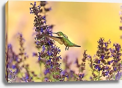 Постер Изумрудный колибри в синих цветах