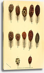 Постер Feathers of Scotch Grouse