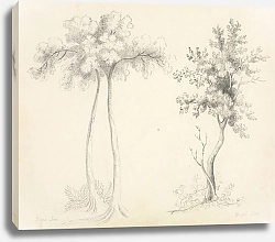 Постер Studies of Upas and Maple Trees