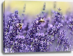 Постер Пчелы над цветами лаванды