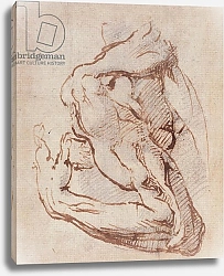 Постер Микеланджело (Michelangelo Buonarroti) Study of an Arm Inv.1859/5/14/819