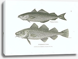 Постер Coal-Fish, Common Cod 1