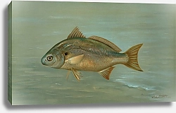 Постер Петри Джон The Kingfish, Whiting, or Barb, Mentichirrhus nebulosus.