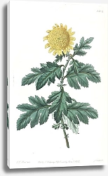Постер Эдвардс Сиденем Double yellow Indian Chrysanthemum