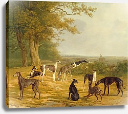 Постер Агассе Жак Nine Greyhounds in a Landscape