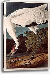 Постер Ауборн Джеймс (птицы) Whooping Crane, from 'Birds of America'