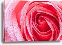 Постер Капли на красной розе №2