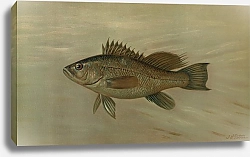 Постер Петри Джон The Sea Bass, Centropristes striatus.