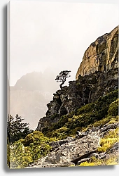 Постер Сосна на крутом обрыве, национальный парк Торрес-дель-Пейн, Чили