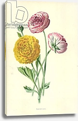 Постер Хулм Фредерик (бот) Ranunculus