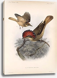Постер Птицы J. G. Keulemans №41
