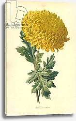 Постер Хулм Фредерик (бот) Chrysanthemum