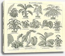 Постер Лиственные растения