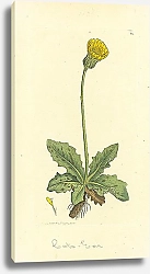 Постер Sowerby Ботаника №24 1
