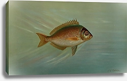 Постер Петри Джон The Blackfish or Tautog, Tautoga onitis.