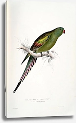 Постер Parrots by E.Lear  #26