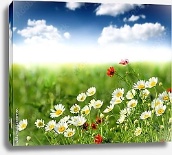 Постер Летние полевые цветы 2