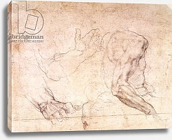 Постер Микеланджело (Michelangelo Buonarroti) Studies of hands and an arm