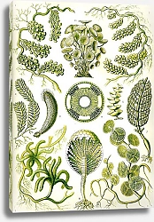 Постер Зеленые водоросли