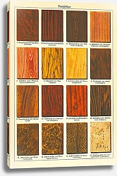 Постер Ценные породы дерева