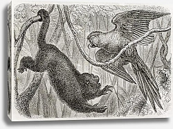 Постер Monkey and a parrot in the jungle. Created by Bocourt and Dupre, published on Merveilles de la Natur