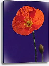 Постер Холландс Норман (совр) Poppy, 1996