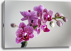 Постер Розовая пятнистая орхидея