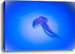 Постер Медуза в синей воде