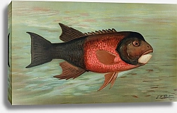 Постер Петри Джон The Sacramento Pike, Squaw’s-fish or Yellow belly, Ptychocheilus oregonensis.