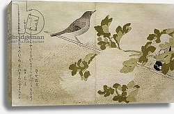 Постер Утамаро Китагава Manchurian Great Tit and a Robin