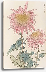Постер Хасегава Кейка Keika hyakugiku, Pl.17