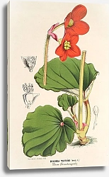 Постер Лемер Шарль Begonia Veitchii
