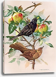 Постер Blackbird Male And Female