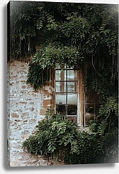 Постер Заросшее зеленью окна в старом особняке