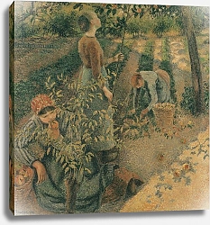 Постер Писсарро Камиль (Camille Pissarro) The Apple Pickers, 1886