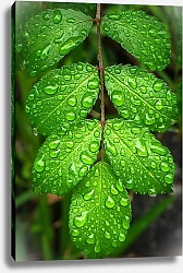 Постер Веточка с зелеными листьями в каплях