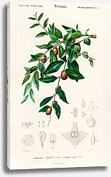 Постер Мармелад красный (Ziziphus vulgaris)