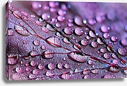 Постер Капли воды на розовом листке