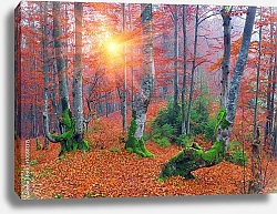 Постер Осенний лес в момент захода солнца