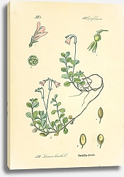 Постер Caprifoliaceae, Linnaca borealis