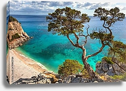 Постер Италия, Сардиния. Дерево над Средиземным морем