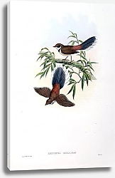 Постер Wood-Fantail - Rhipidura dryas