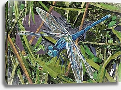 Постер Адамсон Кирсти (совр) Blue Dragonfly